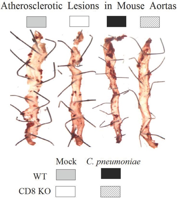 Graphical Abstract Figure.