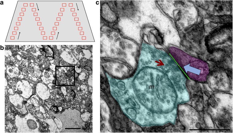 Fig. 1