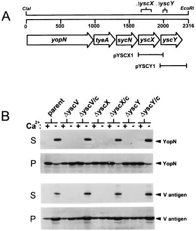 FIG. 1