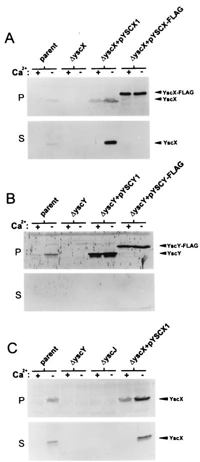 FIG. 2