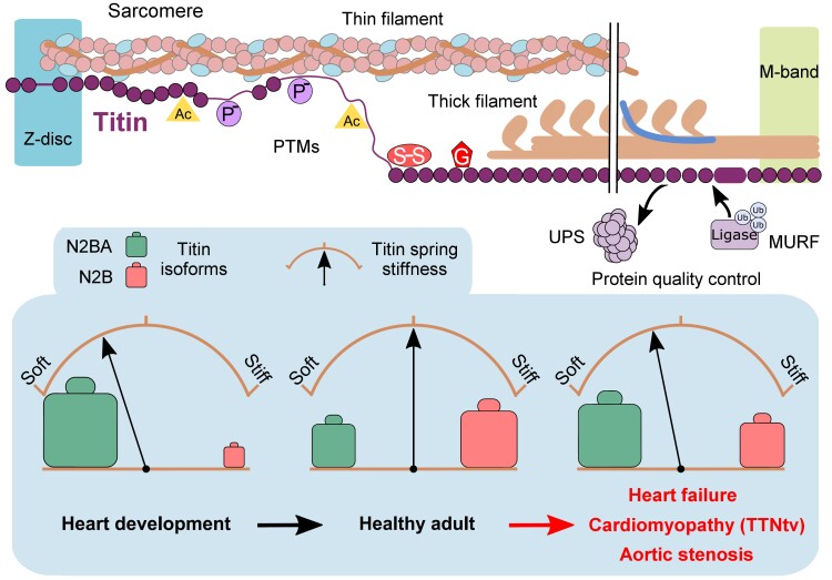 Graphical Abstract