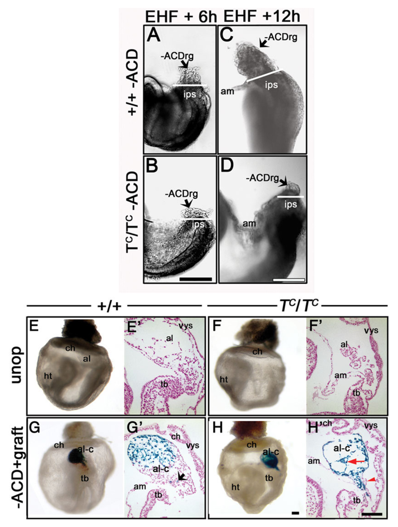 Fig. 11