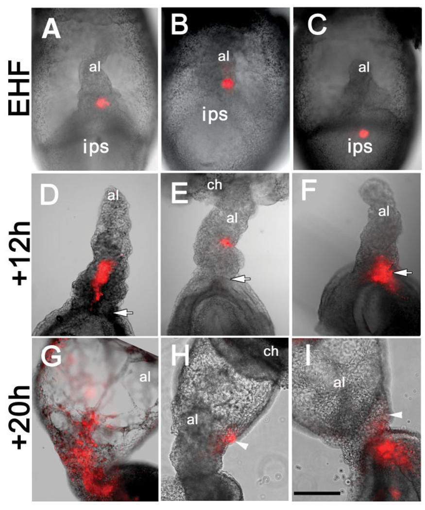 Fig. 9