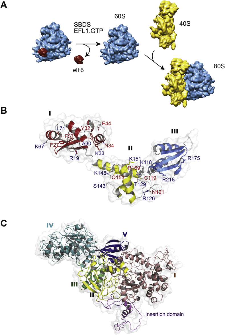 Fig. 2