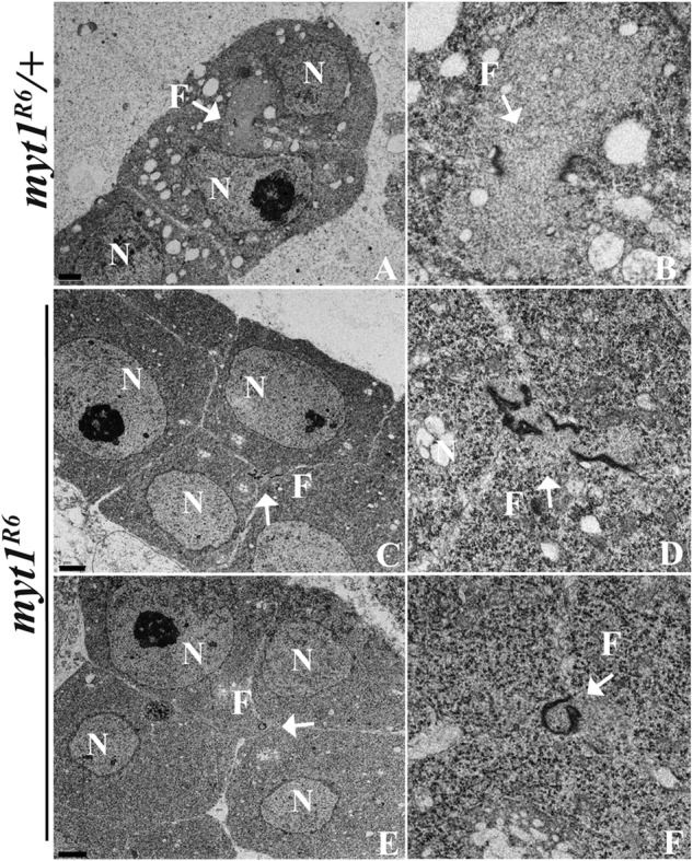 FIGURE 3: