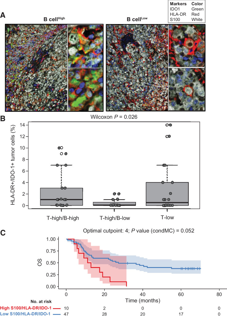 Figure 5. HLA-DR/IDO-1–positive melanoma cells in B-cell–high and –low gene signature subgroups from COMBI-v. Analysis of HLA-DR/IDO-1 expression in tumor cells using multiplex FIHC in representative samples from (A) patients with a high or low B-cell GES and (B) across all three T-cell/B-cell signature subgroups (n = 54). A box plot shows median with interquartile range (P value was determined by two-sided Wilcoxon signed-rank test). C, Univariate Cox analysis of HLA-DR/IDO-1–positive tumor cells in B-cell–high versus B-cell–low signature subgroups and OS by Kaplan–Meier analysis of patients with high versus low levels of HLA-DR/IDO-1–positive tumors (P value was determined by log-rank test). An optimized cutoff was used for Kaplan–Meier analysis. condMC, conditional Monte Carlo.