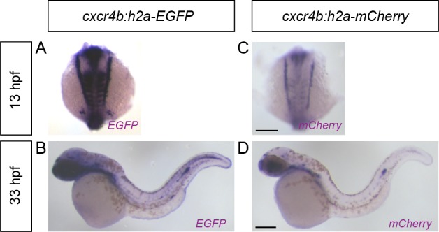 Figure 2—figure supplement 1.