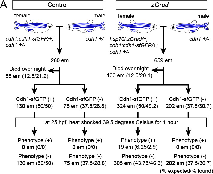 Figure 4—figure supplement 1.