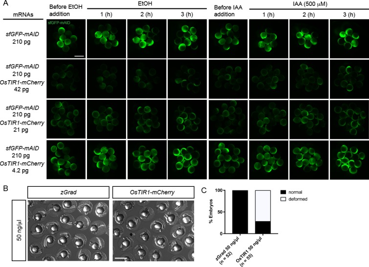 Figure 1—figure supplement 1.