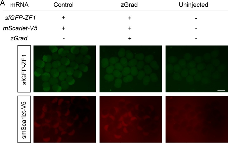 Figure 1—figure supplement 3.