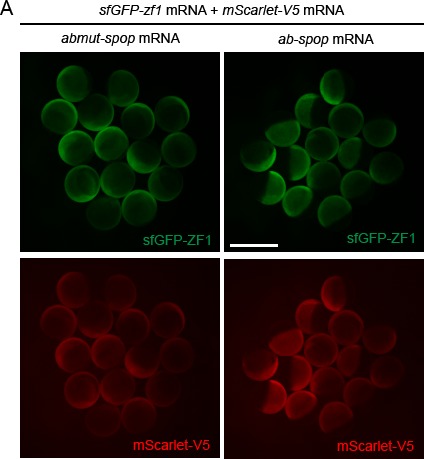 Figure 1—figure supplement 2.