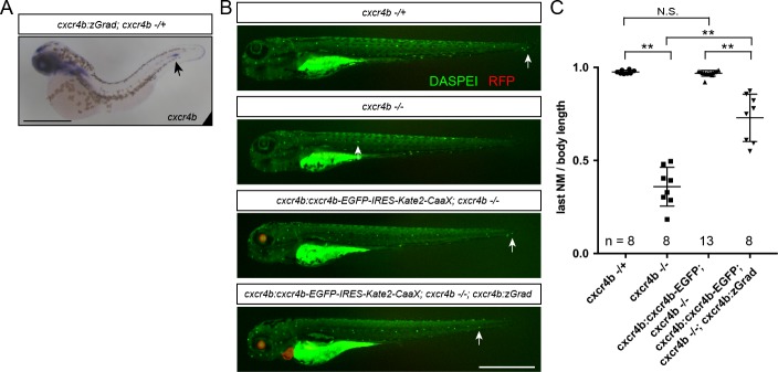 Figure 6—figure supplement 1.