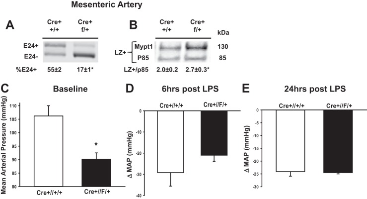 Fig. 8.