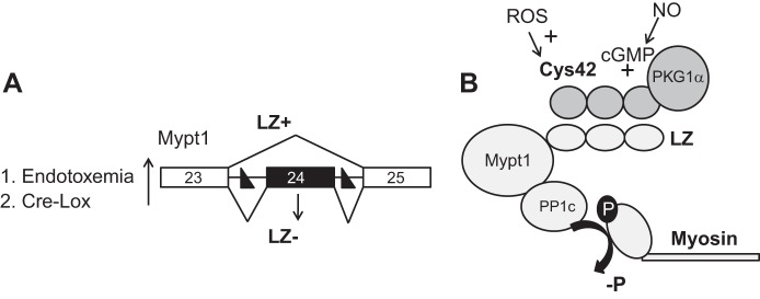 Fig. 9.