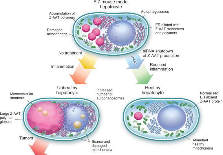 graphic file with name jciinsight-5-135348-g098.jpg