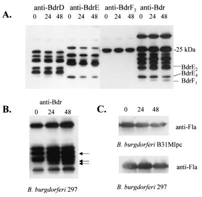 FIG. 5.