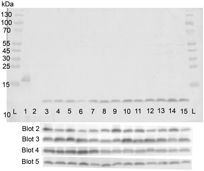 FIG 6 