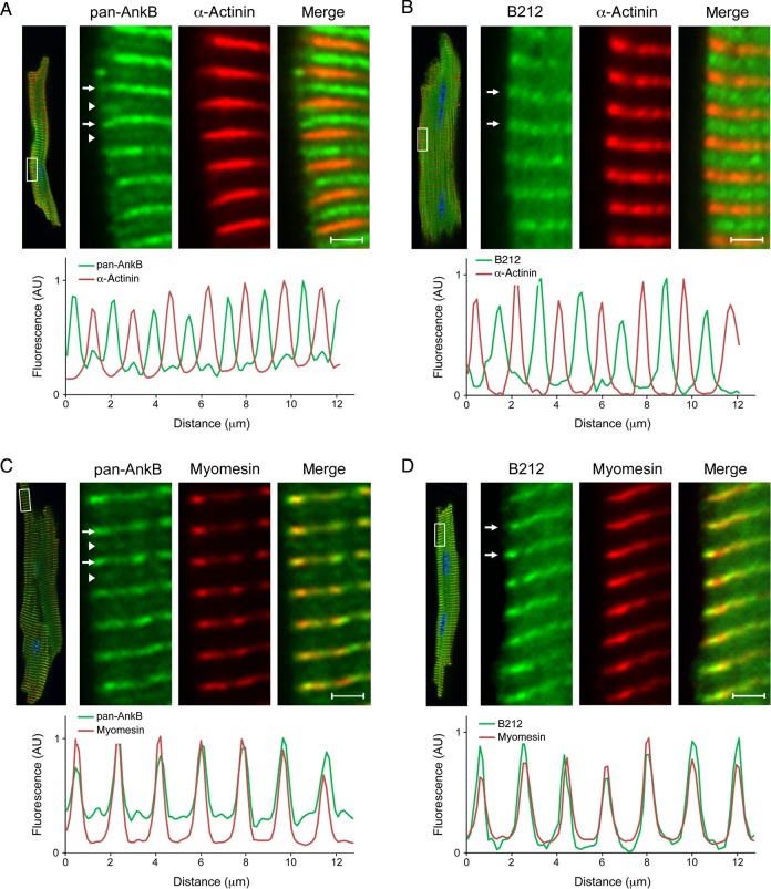 Figure 5