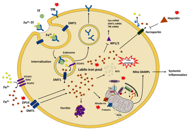 Figure 7