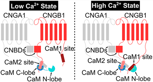 graphic file with name nihms-1857892-f0001.jpg