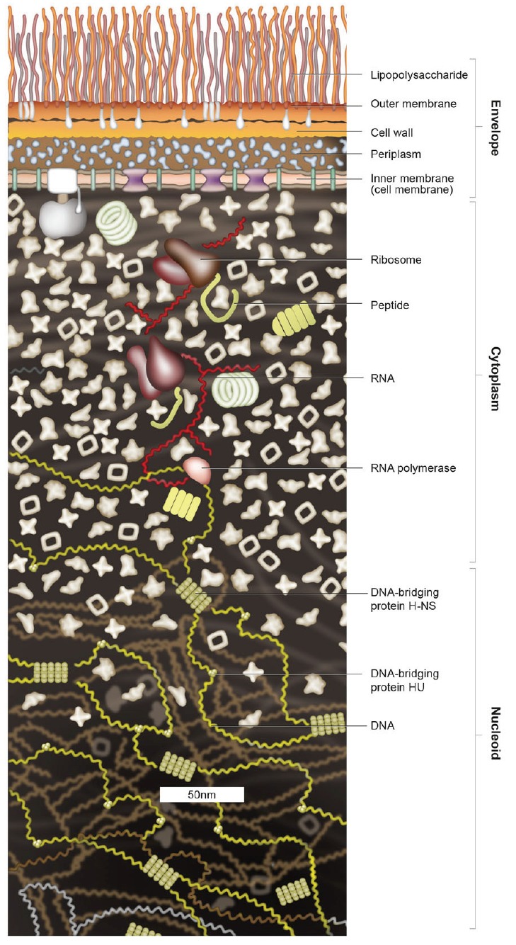 Essential Basic Bacteriology In Managing Musculoarticuloskeletal