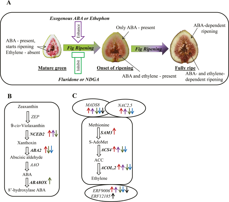 Fig. 8.