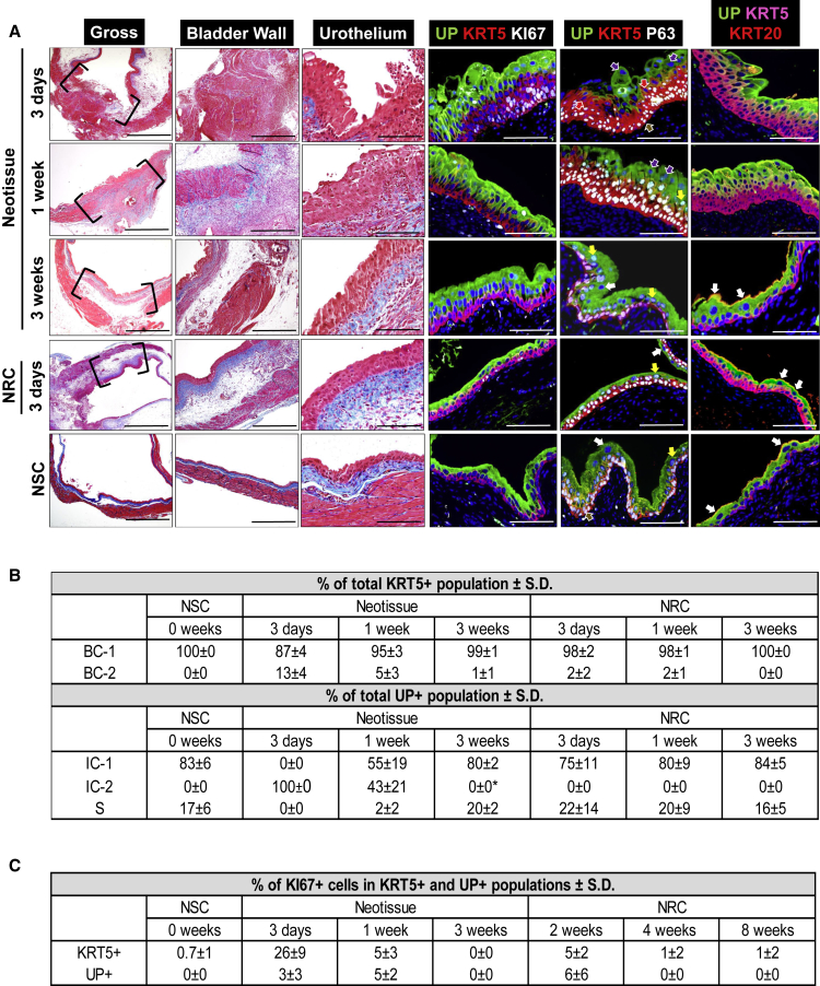 Figure 3