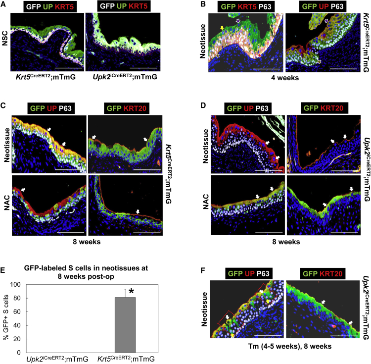 Figure 4