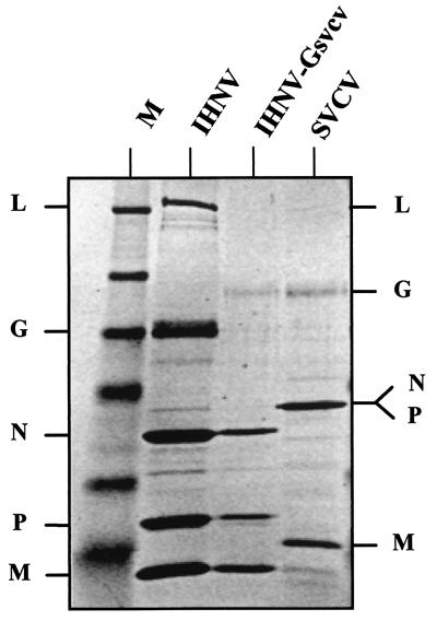 FIG. 5.