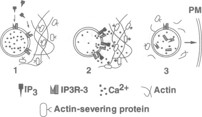 graphic file with name pnas01138-0410-a.jpg