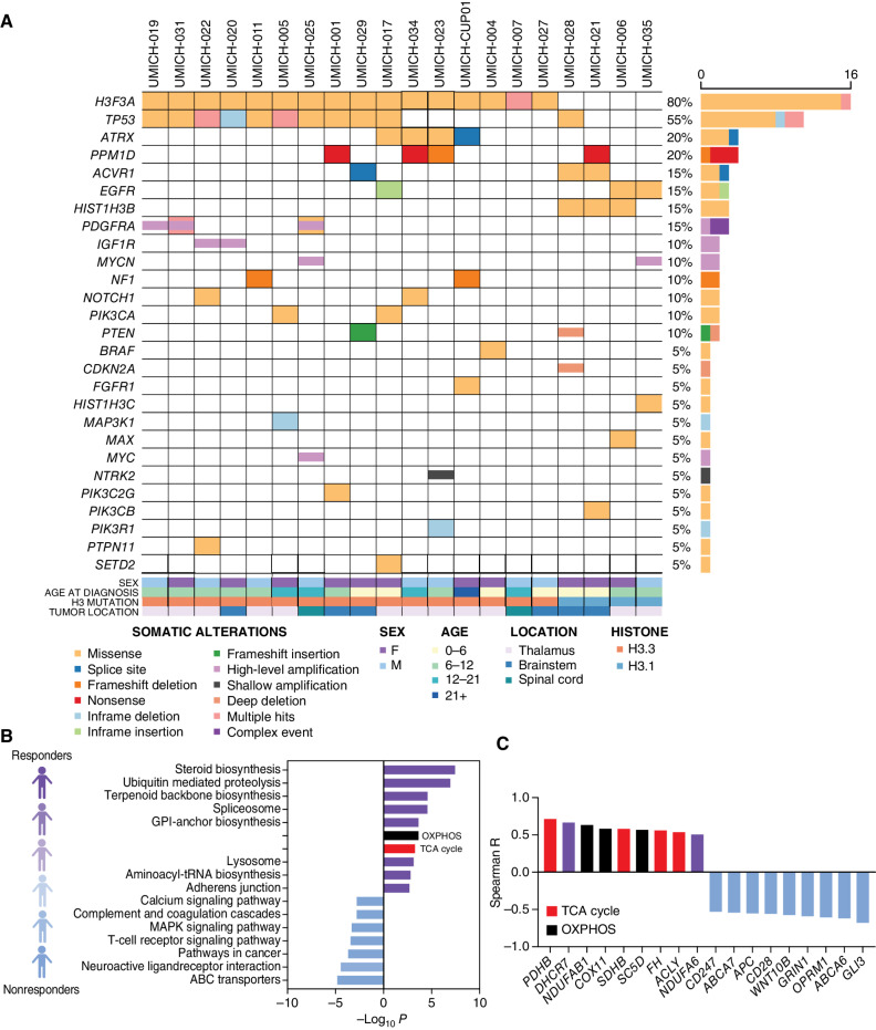 Figure 3. Molecular attributes of trial patients with H3K27M-DMG treated with ONC201. A, Somatic driver gene alterations in the UMich cohort (n = 20, nonrecurrent H3K27M-DMG) treated with ONC201 for whom baseline DNA (n = 20)/mRNA (n = 13) sequencing was obtained. B, Correlation between individual gene expression levels (RNA) and best tumor response (defined as percentage radiographic reduction in tumor area relative to diagnosis) was performed in nonrecurrent H3K27M-DMG (n = 13). Bar graph depicts GSEA of genes associated with positive (top 500 genes, purple; red = TCA cycle; black = OXPHOS) or negative (bottom 500 genes, light blue) correlation with radiographic response to ONC201 treatment. C, Represen­tative significant TCA cycle–related (red), OXPHOS (black), and other genes with positive (purple) or negative (light blue) correlation (Y-axis, Spearman correlation coefficient R).