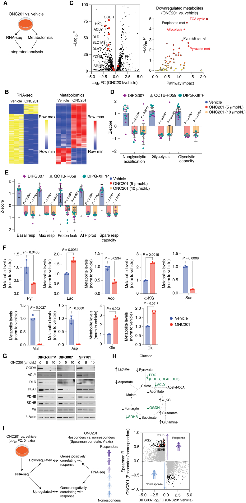 Figure 4. ONC201 radiographic response relates to expression of metabolic enzymes. A, H3.3K27M DIPG007 cells were treated with vehicle or 5 μmol/L ONC201 for 48 hours (n = 3, each), following which RNA-seq and unbiased metabolomics were performed. Joint pathway impact analysis was performed in an integrated manner using metaboanalyst (https://www.metaboanalyst.ca/). B, Heat maps demonstrating both upregulated and downregulated genes from RNA-seq (left) and metabolites (right) upon ONC201 versus vehicle treatment. C, Integrated results from downregulated genes are represented as a volcano plot (left, gene expression; X-axis, Log2 fold change in expression levels, ONC201 versus vehicle; Y-axis, corresponding −Log10 P) and a pathway impact analysis plot (right, metabolites; X-axis, pathway impact, ONC201 versus vehicle; Y-axis, corresponding −Log10 P). D, Seahorse data of glycolysis stress tests in H3.3K27M-DMG cells (n = 6–8 replicates per cell line; see Supplementary Fig. S10C). E, Seahorse data of oxidative phosphorylation stress tests in H3.3K27M-DMG cells (n = 6–8 replicates per cell line; see Supplementary Fig. S10D). F, Bar graph illustrating differential glycolysis and TCA cycle–related metabolites in ONC201-treated (n = 3, red) or vehicle-treated (n = 3, blue) cells. G, Immunoblots for OGDH, ACLY, DLD, DLAT, PDHB, SDHB, and FH in H3.3K27M DIPGXIII*P, DIPG007, and SF7761 low passage, patient-derived cell lines. β-actin was probed as a loading control. H, Abbreviated scheme of glycolysis and TCA cycle metabolism demonstrating altered genes (green) and metabolites (black). I, RNA-seq data in ONC201- or vehicle-treated DIPG007 cells from A (X-axis, Log2 fold change) were compared with Spearman correlation coefficient R (Y-axis, correlation between gene expression levels and best tumor response from Fig. 3B) in ONC201-treated nonrecurrent H3K27M-DMGs. Pyr, pyruvate; Lac, lactate; Aco, aconitate; α-KG, alpha-ketoglutarate; Suc, succinate; Mal, malate; Asp, aspartate; Gln, glutamine; Glu, glutamate; OGDH, oxoglutarate dehydrogenase; HK2, hexokinase 2; ACLY, ATP citrate lyase; DLD, dihydrolipoamide dehydrogenase; SLC1A3, glucose transporter 3; DLAT, dihydrolipoamide acetyltransferase; PDHB, pyruvate dehydrogenase B; and PDC, pyruvate dehydrogenase complex.