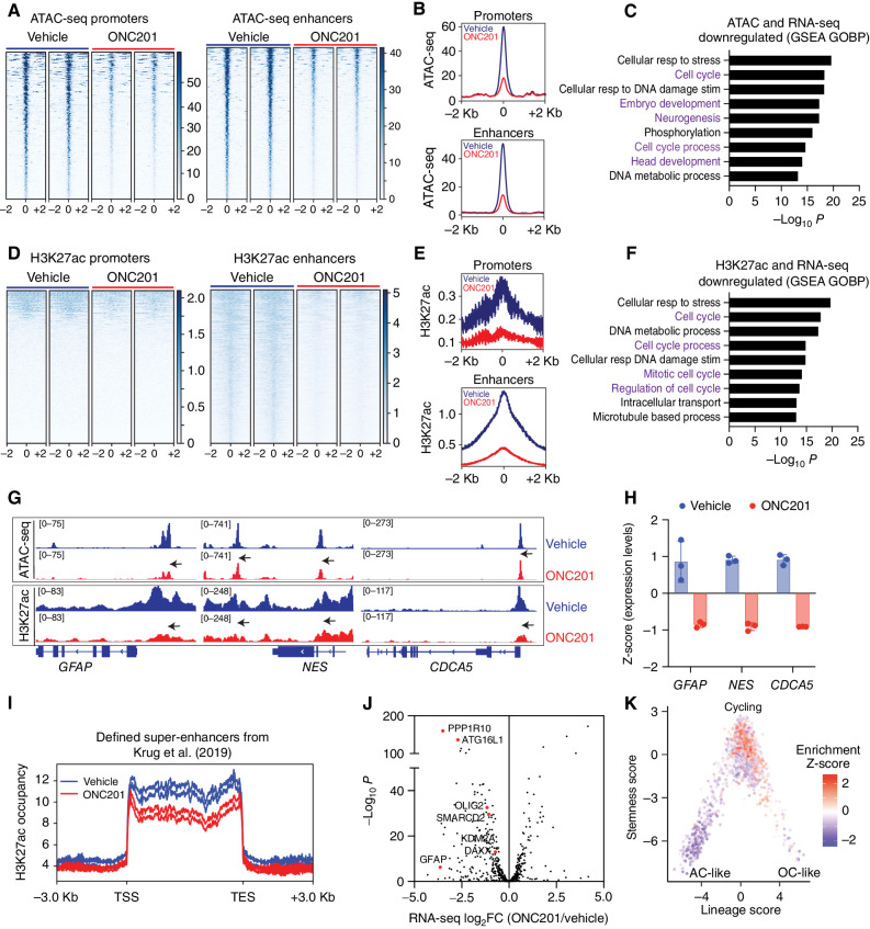 Figure 6. ONC201 reduces chromatin accessibility at genes related to cell cycle and neuroglial differentiation. A, Heat maps showing chromatin accessibility (ATAC-seq) at promoters and enhancers (± 2 Kb from peak center) in H3.3K27M DIPG007 cells treated with vehicle or ONC201 (5 μmol/L ONC201 for 48 hours, n = 2, each). B, Overall peak representation of ATAC-seq data from A (ONC201 = red, veh = blue). C, GSEA of genes with decreased chromatin accessibility (ATAC-seq) at promoters and enhancers from A and B. D, Heat maps showing genomic H3K27ac at promoters and enhancers (± 2 Kb from peak center) in DIPG007 cells treated with vehicle or ONC201 (5 μmol/L ONC201 for 48 hours, n = 2, each). E, Overall peak representation of H3K27ac data from D (ONC201 = red, veh = blue). F, GSEA of genes with decreased H3K27ac enrichment at promoters and enhancers and reduced gene expression from D and E. G, Representative ATAC-seq and H3K27ac ChIP-seq tracks from ONC201-treated (red) or vehicle-treated (blue) cells at GFAP, NES, and CDCA5. H, Expression of GFAP, NES, and CDCA5 in ONC201-treated (red) or vehicle-treated (blue) cells. I, H3K27ac-enriched super-enhancers defined by Krug et al. (37) in H3K27M tumors were analyzed in ONC201-treated (red) versus vehicle-treated (blue) H3.3K27M DIPG007 cells. J, Volcano plot of gene expression from RNA-seq (X-axis, Log2FC, ONC201 versus vehicle) plotted against −Log10 P (Y-axis) for genes with decreased H3K27ac-marked superenhancers in ONC201-treated versus vehicle-treated cells from I. K, Plot of downregulated H3K27ac-marked genes projected on previously published single-cell RNA-seq data (50) from human H3K27M-DMG samples (n = 6) as plotted stemness (Y-axis) versus lineage (X-axis) scores.