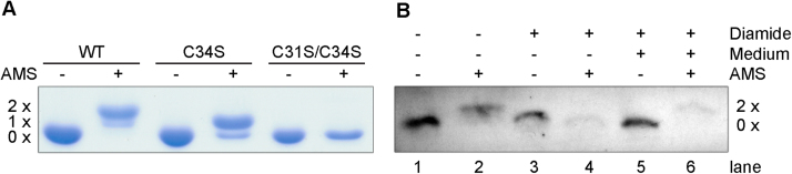 Fig. 8