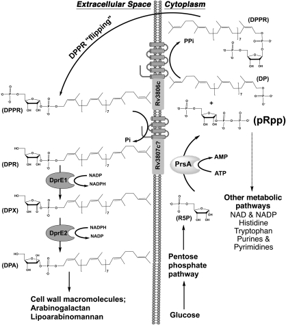 Fig. 1.