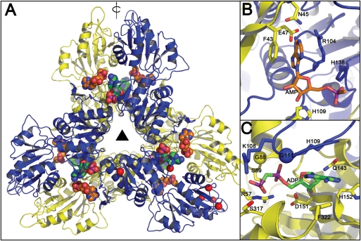 Fig. 11.