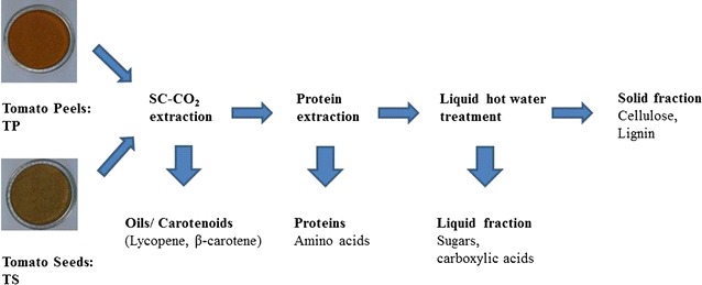 Graphical abstract