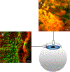 Figure 5: