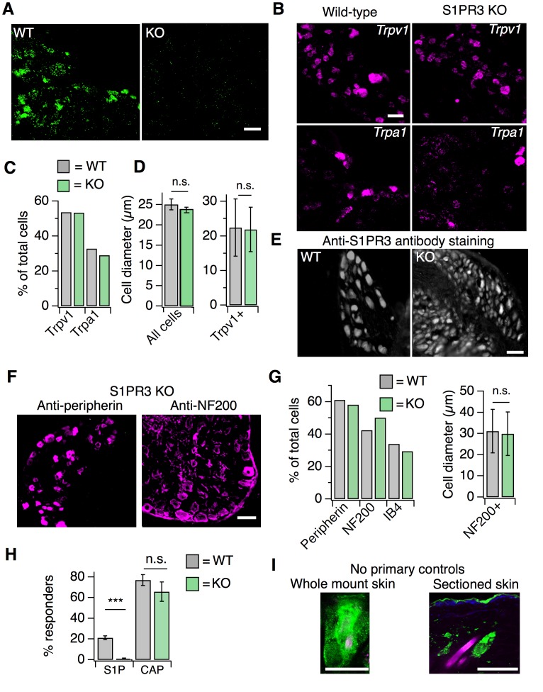 Figure 3—figure supplement 1.