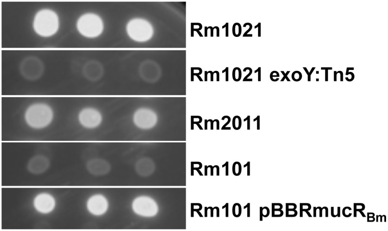 Fig 6