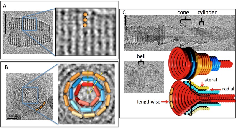 FIGURE 2: