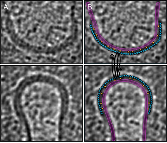 FIGURE 6: