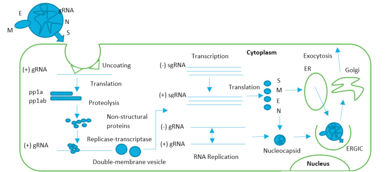 The D614G mutations in the SARS-CoV-2 spike protein: Implications for ...