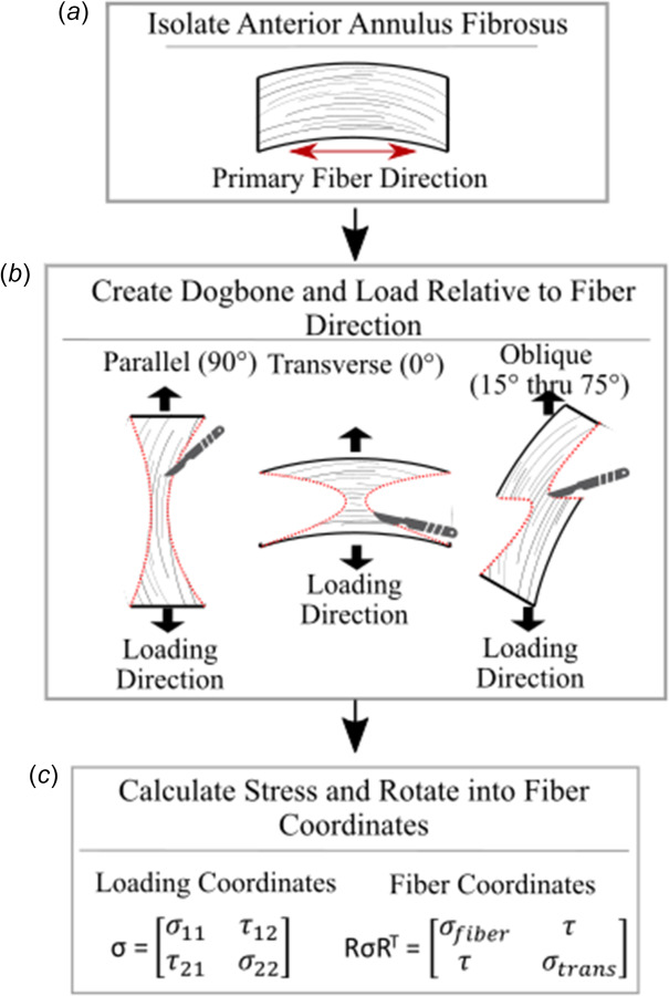 The process of experimentally testing the annulus fibrosus based on fiber direction: (a) isolate the annulus fibrosus, (b) create a dogbone shape relative to the primary lamella direction and load the tissue, and (c) calculate the stress tensor in the loading coordinates, then rotate into the fiber coordinates