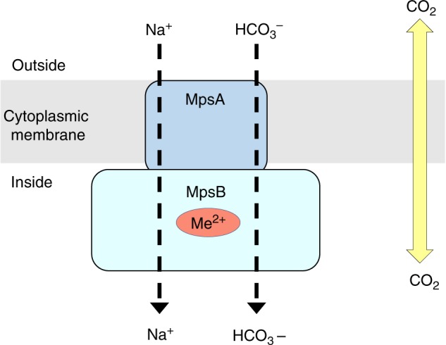 Fig. 7