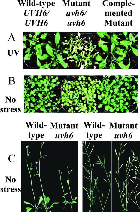 Figure 2.