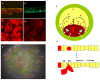 Fig. (1). Cell flow in epiblast.