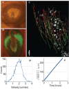 Fig. (3). Migration of GFP labelled mesendoderm cells.