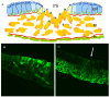 Fig. (2). Cell ingression in the primitive streak.