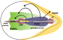 Fig. (4). Signal and cell migration patterns during gastrulation.